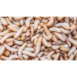 Comprar Cebo de Rio Camole Coco | Náutica Leiro
